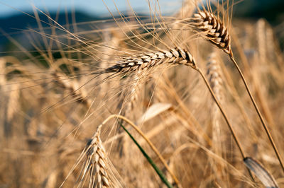 Close-up of stalks in field