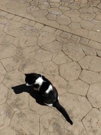 High angle view of cat