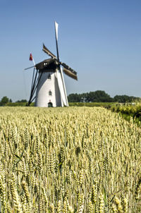 White windmill in a field of wheat