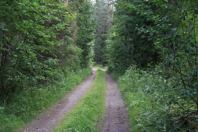 Dirt road amidst trees in forest