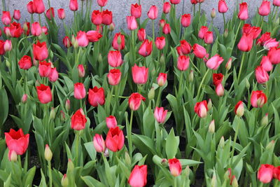 Close-up of red tulips in field