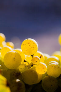 Close-up of yellow fruits on tree against sky