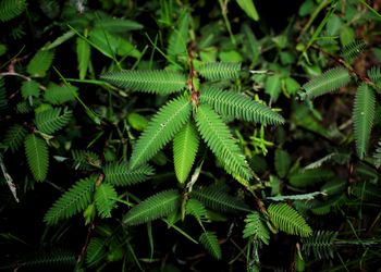 Close-up of fern on plant