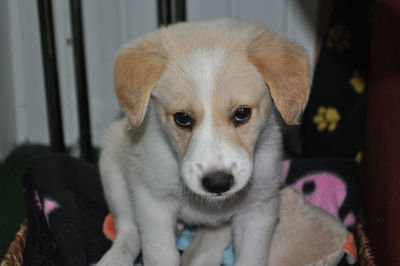 Close-up portrait of cute puppy at home