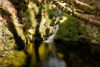 Scenic view of waterfall in forest