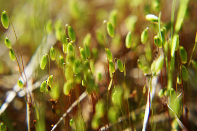 Close-up of plants growing on field