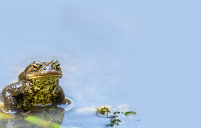 A toad sits in a pond