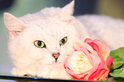 A cute cat lying on a table looking at the camera