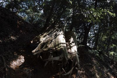 Low angle view of trees in forest