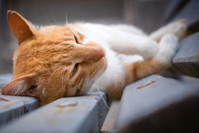 Close-up of a sleeping cat