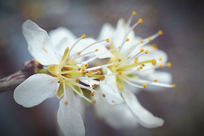 Close-up of white flowers