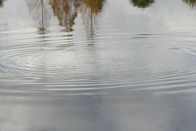 Reflection of birds in lake