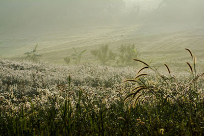 Scenic view of field against sky