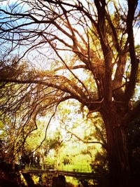 Low angle view of trees in forest against sky