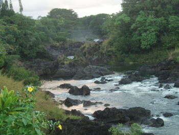 Scenic view of river in forest