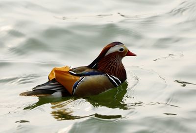 Close-up of duck swimming on lake
