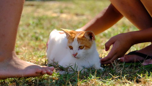 Midsection of person with cat on grass