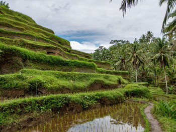 Scenic view of green landscape against sky