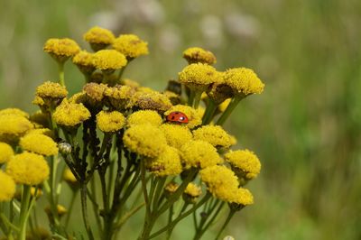 Close-up of yellow flowering plant