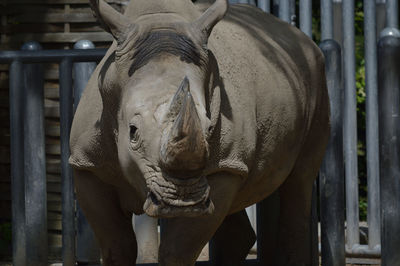 Portrait of rhinoceros in zoo