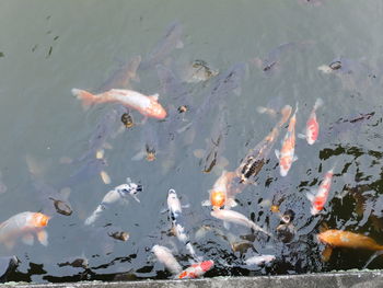 Fish swimming in water