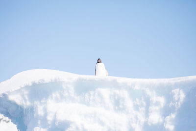 Penguin on snowy field against clear sky