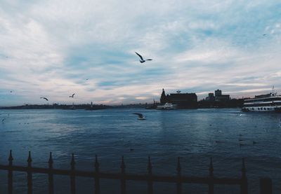 Seagulls flying over river in city
