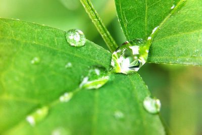 Close-up of water drops on leaves