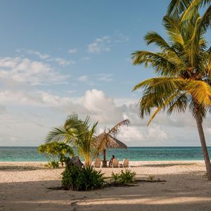 Palm trees on beach
