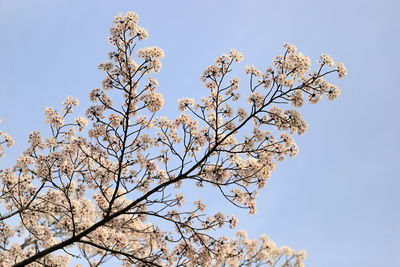 Low angle view of cherry blossom tree against sky