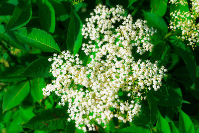 Close-up of hydrangea blooming outdoors