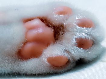 Close-up of a sleeping cat