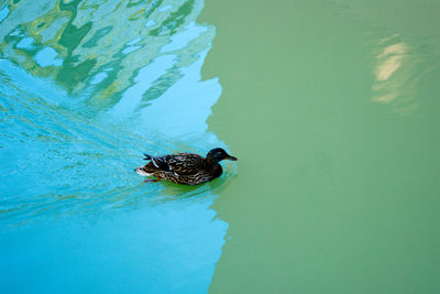 Duck swimming in lake