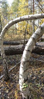 Trees growing on field in forest