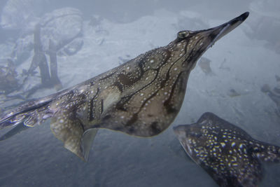 Close-up of fish swimming in sea