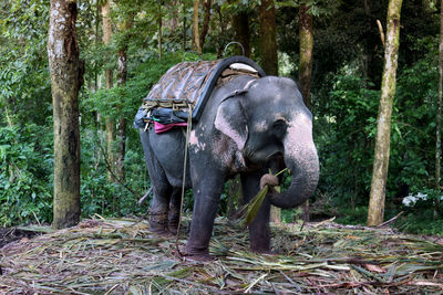 View of elephant in forest