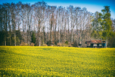 Yellow flowers growing on field