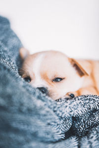 Close-up portrait of dog relaxing on floor