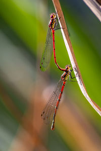 Beautiful animal couple of red dragonflies pairing in the wild nature breading and deposing eggs