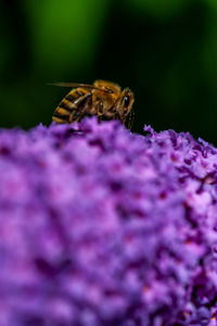 Close-up of insect on purple flower