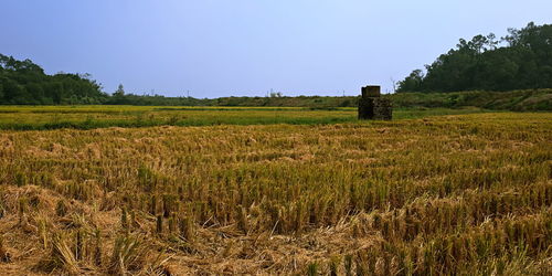 Scenic view of agricultural field against clear sky