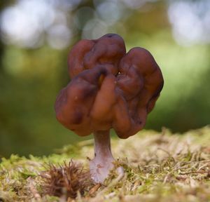 Close-up of mushroom