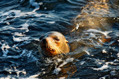 Galápagos fur seal from galapagos island