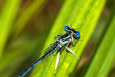 Close-up of dragonfly on leaf