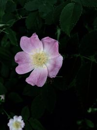 Close-up of flower blooming outdoors