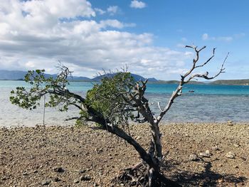 Driftwood on beach against sky