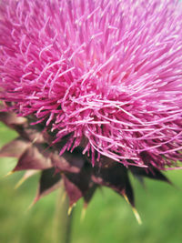 Close-up of pink flower