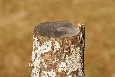 Close-up of tree stump