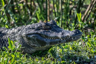 Yacare caiman, caiman yacare.