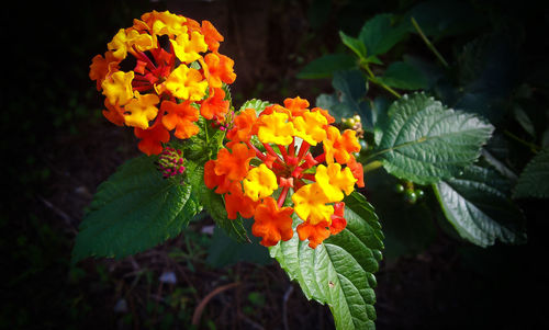 Close-up of orange yellow flowers blooming outdoors